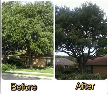 Before and after tree trimming