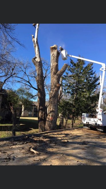 Dead tree removal in Lewisville, Tx
