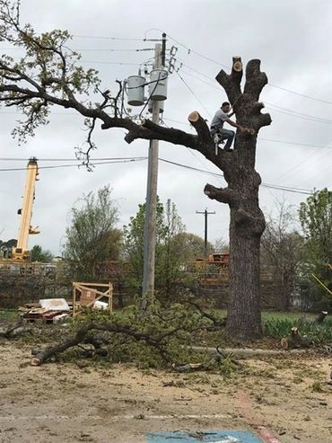 Tree Removal from local Lewisville Business