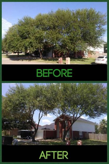 Tree Trimming before and after 