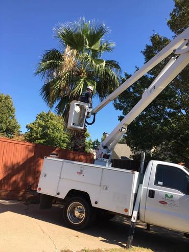Palm tree trimming with Bucket Truck