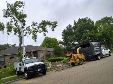 Tree Removal with Bucket Truck and Chipper Truck