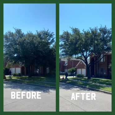 Tree Trimming before and after