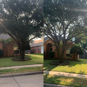 Tree Pruning before and after