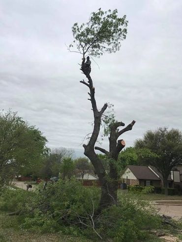 Huge tree Removal in Coppell, Texas
