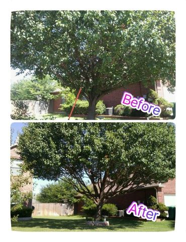 Tree Trimming before and after picture 