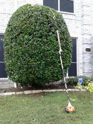 Large bush trimming 