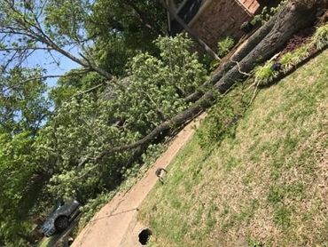 Emergency Tree Removal in Lewisville, Texas