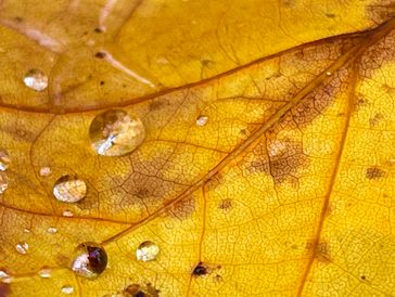 Beech Tree leaf with water droplet in the Great Smoky Mountains National Park
