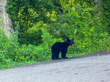 Bear cub in the Great Smoky Mountains National Park