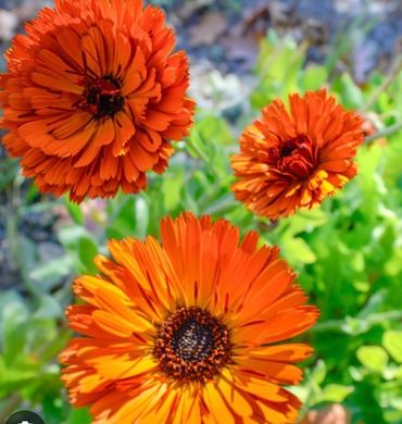 Organically Grown Calendula from Wynns Family Farm