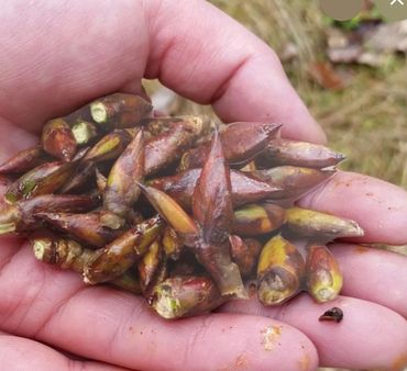 Wild foraged Alaskan Cotton Wood Buds