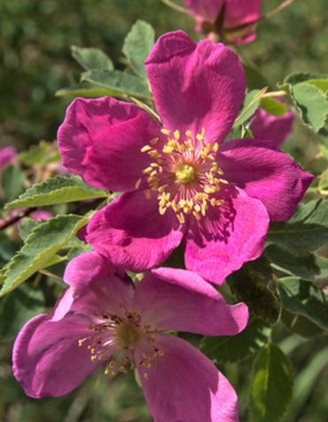 Wild Alaskan Roses
