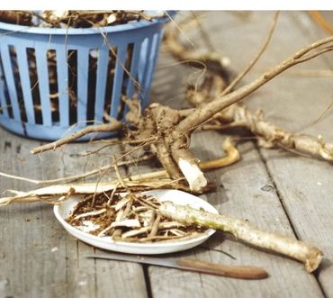 Wild foraged Alaskan Devils club root