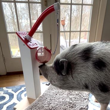 Snout-n-Snack pig enrichment toy for indoor use