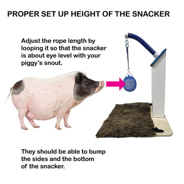 Pot belly pig snout height for the Snout-n-Snack enrichment toy