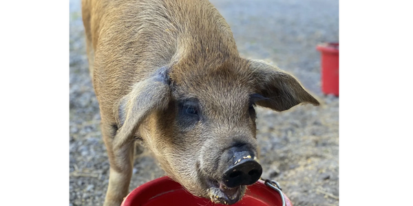 Pig eating out of red bucket
