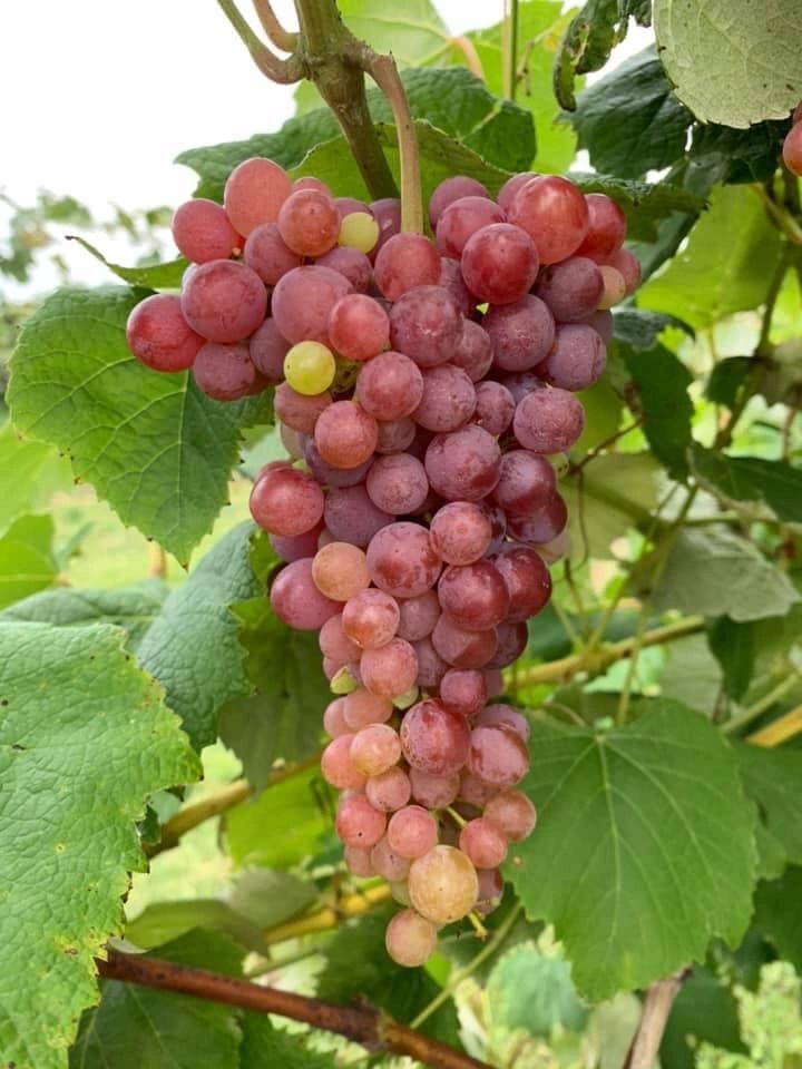 Spencer Farm Market Noblesville, Indiana