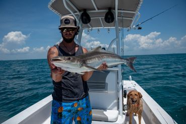 Cobia fishing Cape Coral
