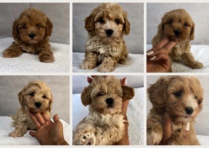 beautiful 8 weeks old cavapoochon puppies and Maltipoo puppies from posh poos