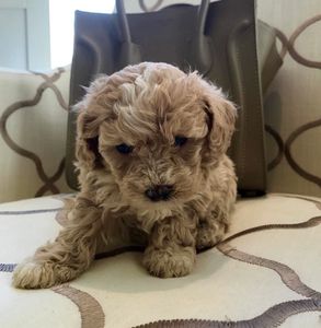 beautiful posh poos Maltipoo puppy