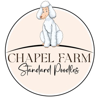 Chapel Farm Standard Poodles