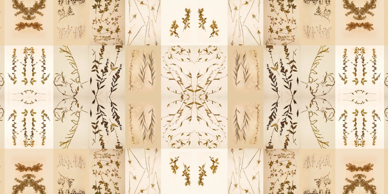 Artwork by Robin Vuchnich leveraging Henry David Thoreau's digitized herbarium collection