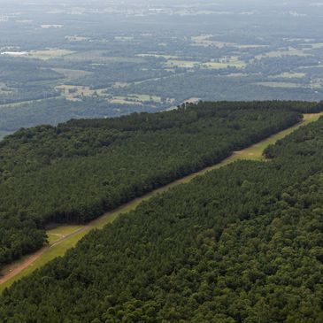 Aerial view of dense forest with clearings and distant landscape.