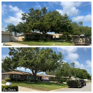 Large tree being trimmed outside a suburban house on a sunny day.