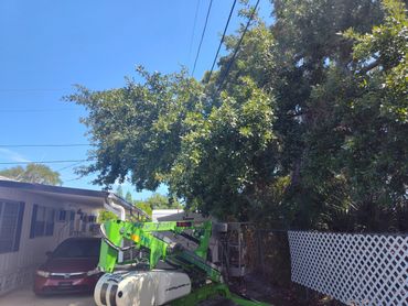Green construction lift near a tree and house on a sunny day.