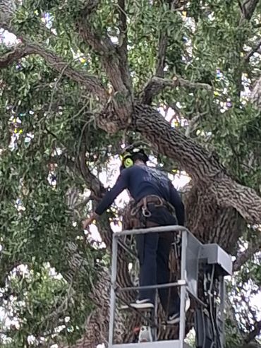 A worker wearing safety gear trims a large tree from a lift platform.