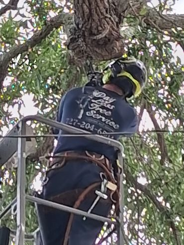 Tree service worker in safety gear trimming a tree.