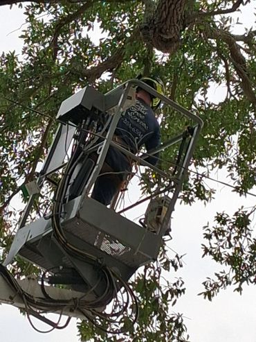 Worker in safety gear on an elevated platform near tree branches.