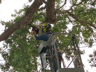 Worker in safety gear trimming a tree from a lift.
