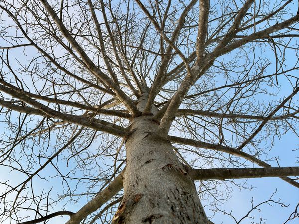 Bare tree branches stretch against a clear blue sky.