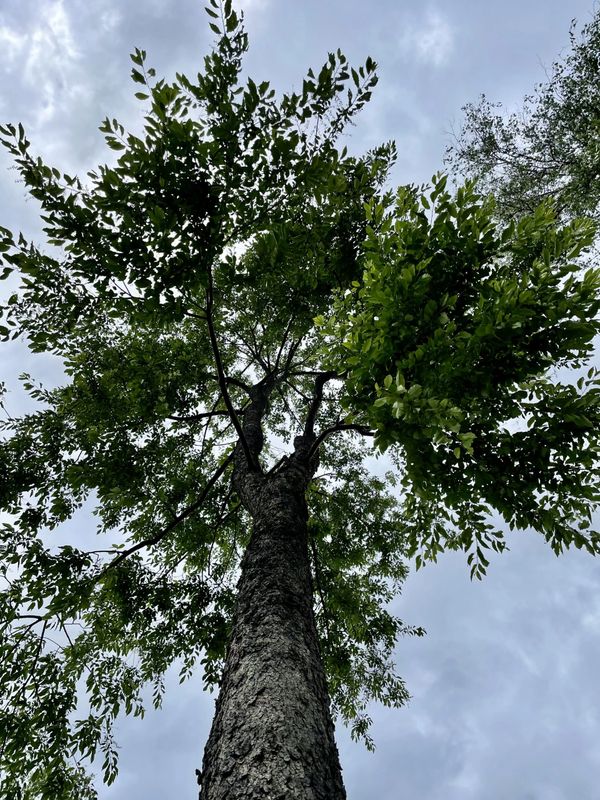 View looking up at a tall tree with green leaves against a cloudy sky.