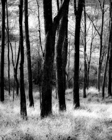 Black and white forest scene with tall trees and soft sunlight.
