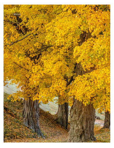 Golden autumn leaves on large trees in a serene park.