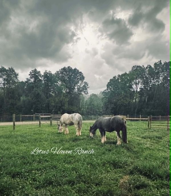 Two horses grazing in a field under a cloudy sky.