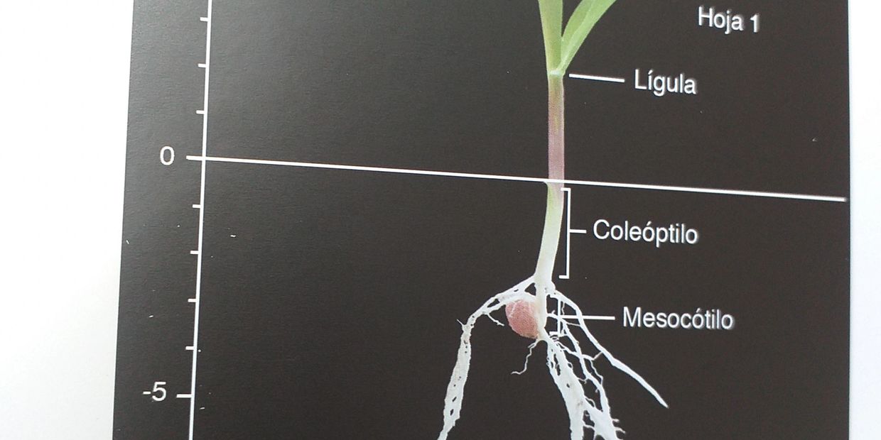 Partes de la planta d maíz en etapa V1.