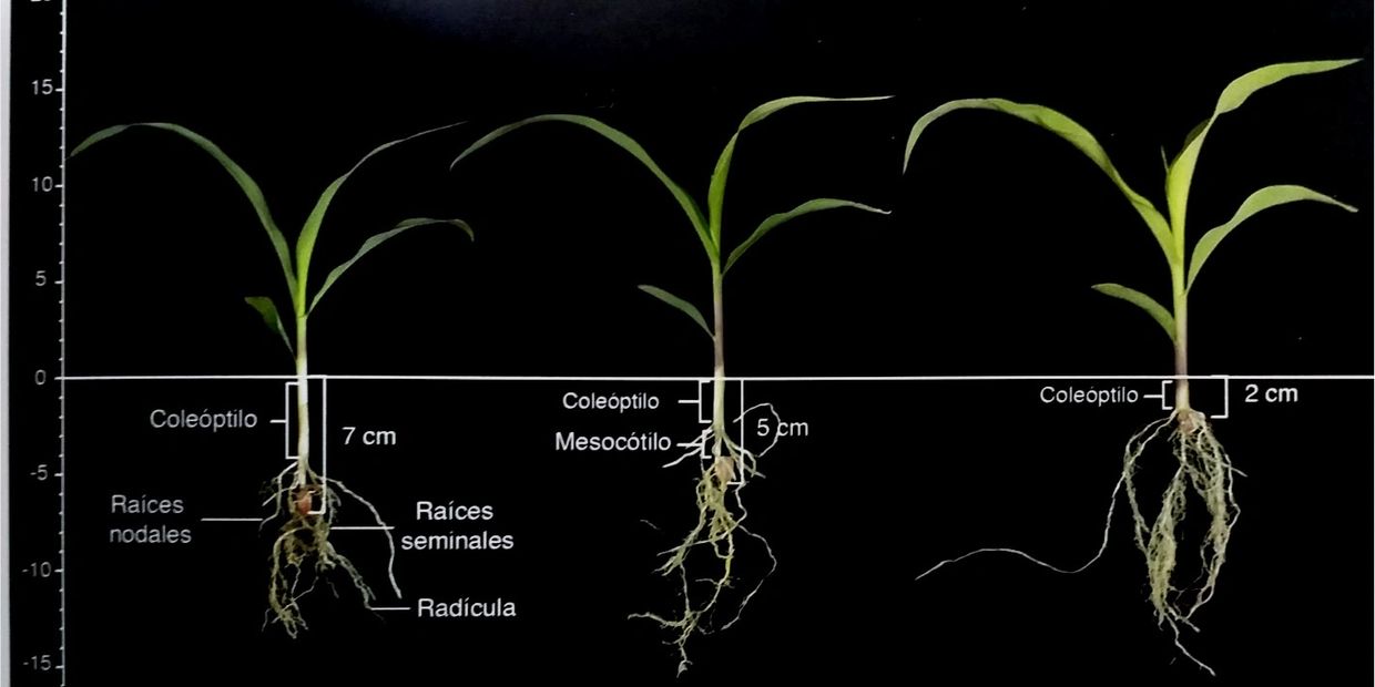Efecto de la profundidad de siembra sobre las longtudes del coleóptlo y del mesocótilo.