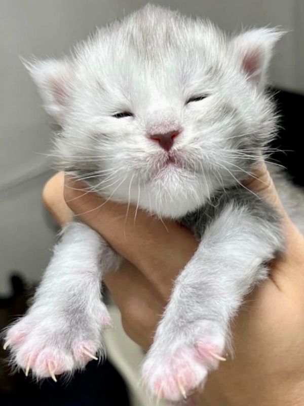 Silver tabby Maine Coon kitten for adoption