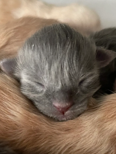 Grey Maine Coon kitten for sale — Warrior Kattz Texas