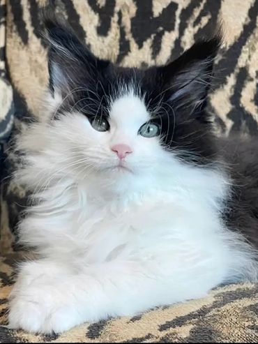 Black and white Maine Coon kitten for sale — Warrior Kattz Texas