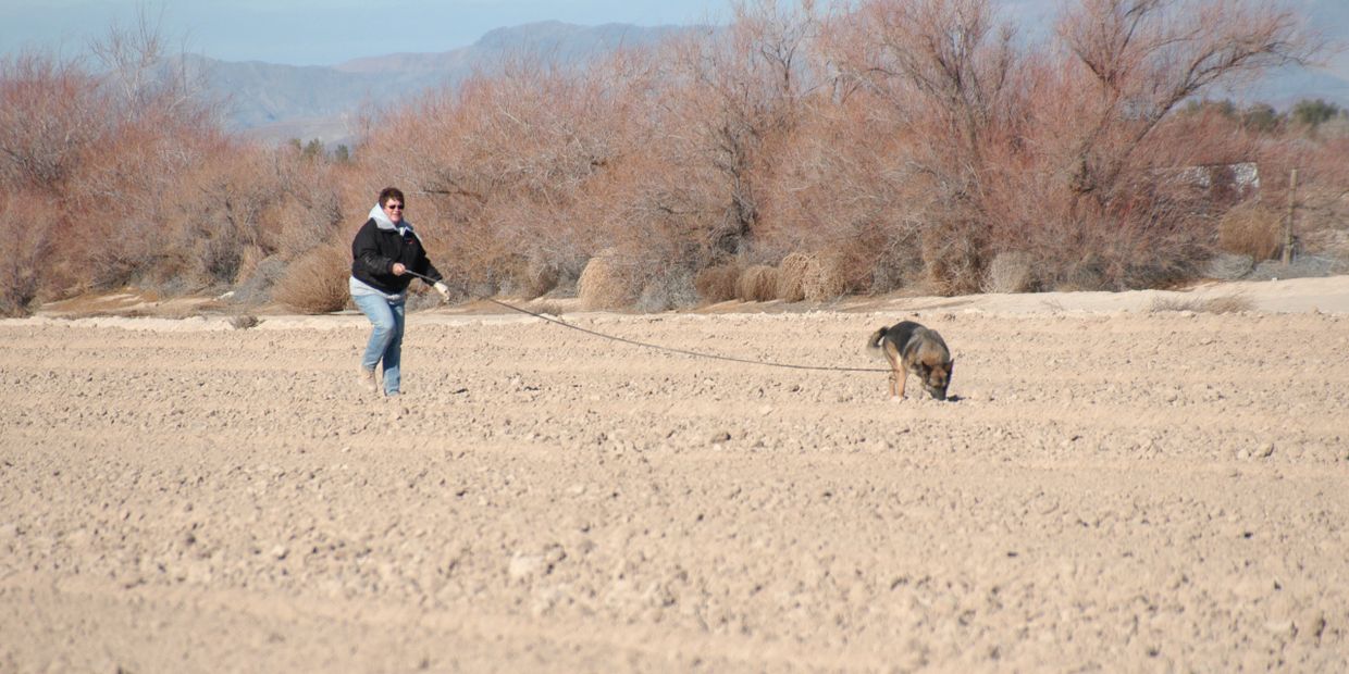 Tracking in Pahrump in Southern Nevada with Red Ridge Schutzhund Club