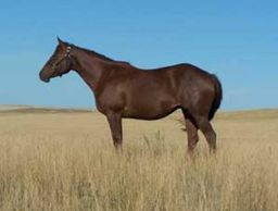 BHR Little Dash
Quarter Horse Brood Mare
Pederson Red Angus