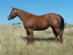 BHR Missy Special
Quarter Horse Brood Mare
Pederson Red Angus