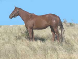 BHR Special Shake Up
Quarter Horse Brood Mare
Pederson Red Angus