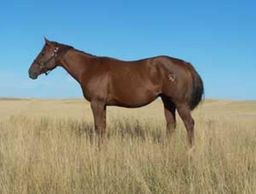 BHR Special Miss
Quarter Horse Brood Mare
Pederson Red Angus