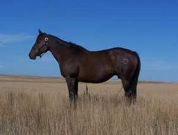 BHR Classy Kirk
Quarter Horse Brood Mare
Pederson Red Angus